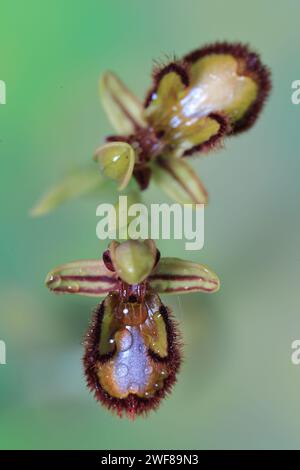 Von oben Foto einer Venus SpiegelOrchidee, die die komplizierten Details und Wassertröpfchen auf ihren einzigartigen spiegelähnlichen Labellum Agave zeigt Stockfoto