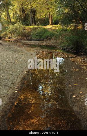 Eine malerische Szene am Alberche River in Toledo, mit einem flachen Pool, der die sonnendurchfluteten Herbstbäume entlang eines ruhigen Waldweges reflektiert Stockfoto