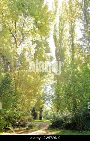 Helles Sonnenlicht durchströmt die dichten Baumkronen entlang des Alberche River und erleuchtet den grünen Pfad in einem Wald von Toledo Stockfoto