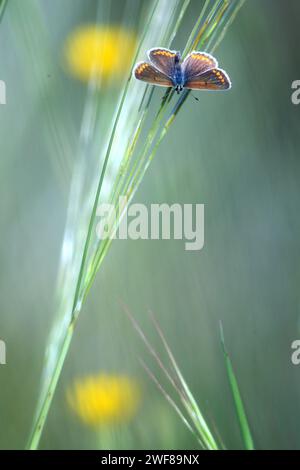 Ein heiteres Makrofoto eines Schmetterlings aus der Familie Lycaenidae, der auf einem Grasblatt sitzt, mit einer traumhaften gelben Blume im Hintergrund Stockfoto
