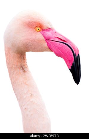 Eine detaillierte Nahaufnahme eines rosafarbenen Flamingos mit seinem charakteristischen gelben Auge und dem leuchtend rosa Schnabel vor weißem Hintergrund Stockfoto