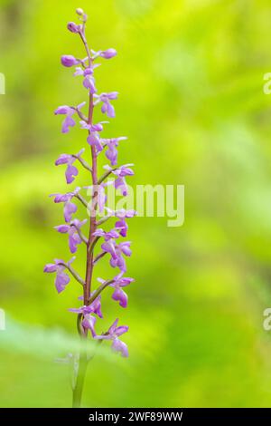 Eine zarte Serapia Lingua Orchidee blüht vor einem sanften grünen Hintergrund in ihrem natürlichen Lebensraum. Stockfoto