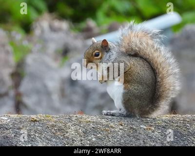 Ein graues Eichhörnchen, das auf einer Gartenmauer sitzt Stockfoto