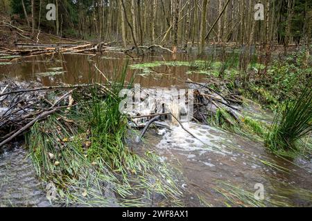 Überflutete Biberdämme im Cropton Forest nach starkem Regen, der durch den Sturm Ciaran verursacht wurde. Stockfoto