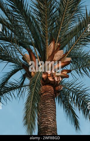 Eine Palme, die sich vor einem leuchtend blauen Himmel mit einem Paar vorbeifliegenden Vögeln bildet Stockfoto