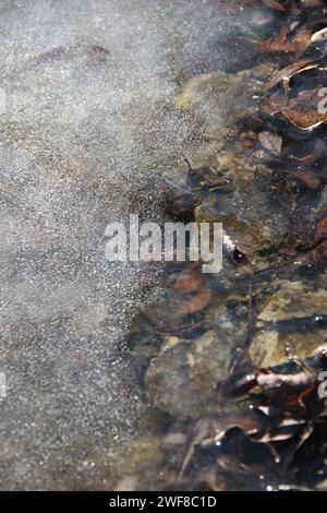 Automatenblätter unter dem Eis eines Teichs, eines Sees Stockfoto
