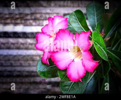 Eine Nahaufnahme von lebendigen Wüstenrosen, Adenium obesum Stockfoto