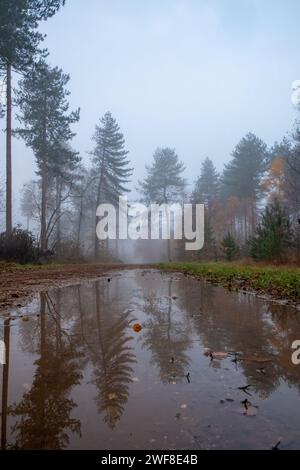 Dieses Foto lädt die Zuschauer in eine nebelgefüllte Waldszene ein, in der eine beträchtliche Pfütze entlang eines schlammigen Weges das Spiegelbild der hoch aufragenden Kiefern einfängt. Die feuchte Luft verschwimmt den Hintergrund und verleiht der Landschaft einen Hauch von Geheimnissen und Tiefe. Die Oberfläche der Pfütze wird nur durch ein paar gefallene Blätter gestört, was auf die ruhige, ungestörte Natur des Ortes hindeutet. Die Szene ist von einer ruhigen, gedämpften Palette umgeben, die charakteristisch für einen Wald ist, der in der Stille eines nebeligen, feuchten morgens gefangen ist. Nebel-Soaked Trail: Reflexionen in einer Waldpuppe. Hochwertige Fotos Stockfoto