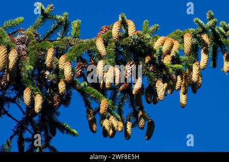 Sitka Fichte (Picea sitchensis), Oregon Dunes National Recreation Area, Oregon Stockfoto