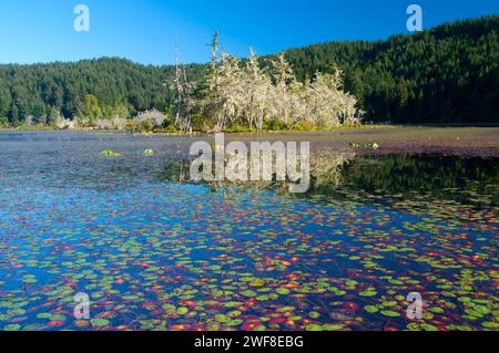 Seerosen auf Tahkenitch See, Oregon Dunes National Recreation Area, Oregon Stockfoto