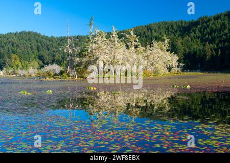 Seerosen auf Tahkenitch See, Oregon Dunes National Recreation Area, Oregon Stockfoto