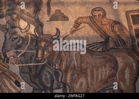 Jäger kämpfen um zwei Ochsen, die einen Wagen ziehen. Detail aus dem spätrömischen Mosaik im Korridor der Großen Jagd, Villa Romana del Casale, Piazza Armerina, Sizilien, Italien. Ein Mann (rechts) hält die Zügel und treibt die Ochsen vorwärts. Die Hände des anderen Mannes (links) ziehen die Ochsen. Die Jäger verwenden domestizierte Zugtiere, um gefangengenommene Wildtiere für „Venationes“ oder Bestienbrillen zu transportieren. Stockfoto