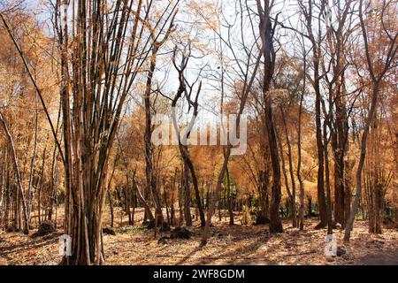 Bunte natürliche Blätter von Bambusbäumen, die wechselnde Farbe abgeben, und Bambuseae Laubpflanzen, die in der Herbstsaison oder im saisonalen Herbst im Garten auf dem Moun fallen Stockfoto