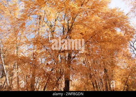 Bunte natürliche Blätter von Bambusbäumen, die wechselnde Farbe abgeben, und Bambuseae Laubpflanzen, die in der Herbstsaison oder im saisonalen Herbst im Garten auf dem Moun fallen Stockfoto