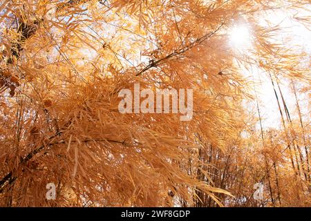 Bunte natürliche Blätter von Bambusbäumen, die wechselnde Farbe abgeben, und Bambuseae Laubpflanzen, die in der Herbstsaison oder im saisonalen Herbst im Garten auf dem Moun fallen Stockfoto