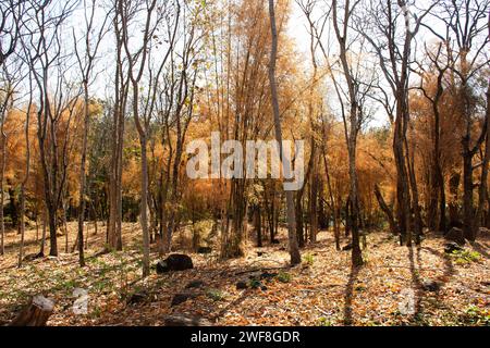 Bunte natürliche Blätter von Bambusbäumen, die wechselnde Farbe abgeben, und Bambuseae Laubpflanzen, die in der Herbstsaison oder im saisonalen Herbst im Garten auf dem Moun fallen Stockfoto