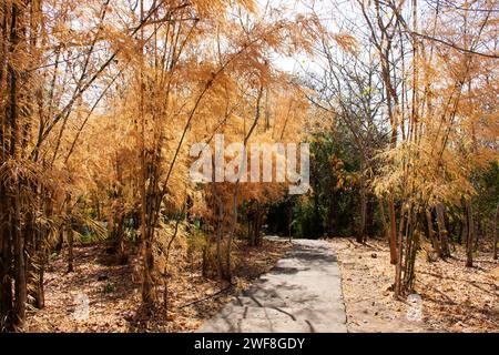 Bunte natürliche Blätter von Bambusbäumen, die wechselnde Farbe abgeben, und Bambuseae Laubpflanzen, die in der Herbstsaison oder im saisonalen Herbst im Garten auf dem Moun fallen Stockfoto