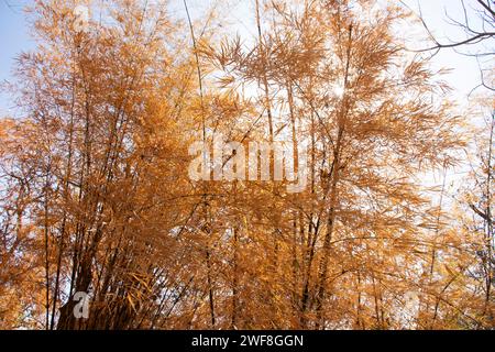 Bunte natürliche Blätter von Bambusbäumen, die wechselnde Farbe abgeben, und Bambuseae Laubpflanzen, die in der Herbstsaison oder im saisonalen Herbst im Garten auf dem Moun fallen Stockfoto