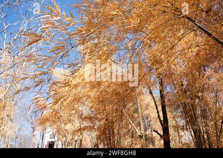 Bunte natürliche Blätter von Bambusbäumen, die wechselnde Farbe abgeben, und Bambuseae Laubpflanzen, die in der Herbstsaison oder im saisonalen Herbst im Garten auf dem Moun fallen Stockfoto