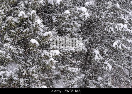 Schneeflocken fallen im Winter auf verschneite Kiefern. Stockfoto