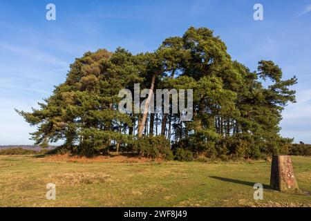 Camp Hill Clump, eine Gruppe schottischer Kiefern im Ashdown Forest an einem Wintertag in East Sussex, Großbritannien Stockfoto