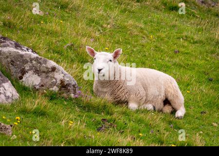 Nahaufnahme eines jungen Schafes, das im Gras in den Highlands liegt, Schottland, Großbritannien Stockfoto