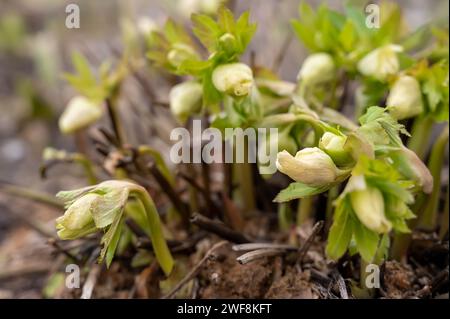 Helleborsprossen im frühen Frühjahr. Helleborus orientalis bricht durch gefrorenen Boden. Frostblume. Stockfoto