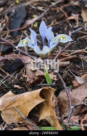 Iris Katharine Hodgkin, reticulata, Iris histriodes Katharine Hodgkin, Zwergblumen-Iris, große blassblaue Blüten im Spätwinter, fällt stark in die Adern Stockfoto