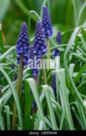 Muscari neglectum, Traubenhyazinthe, Stärkehyazinthe, Stacheln von dichtem, blauem, urnenförmige Blüten Stockfoto