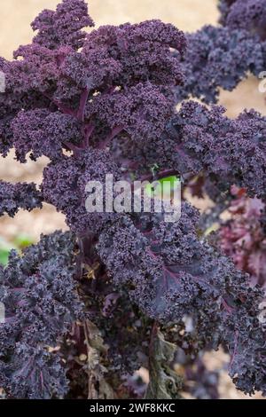 Grünkohl Redbor, F1, Borecol, Brassica oleracea, Acephala Group, lockiges, reich gefärbtes violettes Laubgemüse im Spätwinter Stockfoto