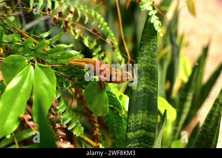 Orientalische Garteneidechse (Caloes versicolor) ist eine im südlichen Asien heimische Eidechse. Dieses Foto wurde in Thailand aufgenommen. Stockfoto