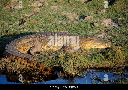 Das Nil-Krokodil (Crocodylus niloticus) ist ein großer Reptilier, der in Afrika beheimatet ist. Dieses Foto wurde im Chobe-Nationalpark in Botswana aufgenommen. Stockfoto