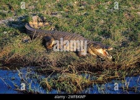 Das Nil-Krokodil (Crocodylus niloticus) ist ein großer Reptilier, der in Afrika beheimatet ist. Dieses Foto wurde im Chobe-Nationalpark in Botswana aufgenommen. Stockfoto