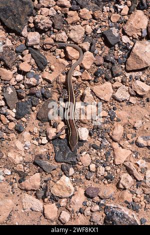 Die Atlantische Eidechse (Gallotia atlantica mahoratae) ist eine Unterart der Eidechse, die auf Fuerteventura und Gran Canaria endemisch ist. Sie Stockfoto