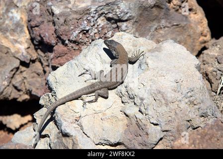 Die Kanarienechse (Gallotia galloti) ist eine Riesenechse, die auf den Inseln Teneriffa und La Palma endemisch ist. Dieses Exemplar gehört zur Unterart Gallotia GA Stockfoto