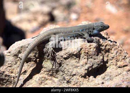 Die Kanarienechse (Gallotia galloti) ist eine Riesenechse, die auf den Inseln Teneriffa und La Palma endemisch ist. Dieses Exemplar gehört zur Unterart Gallotia GA Stockfoto