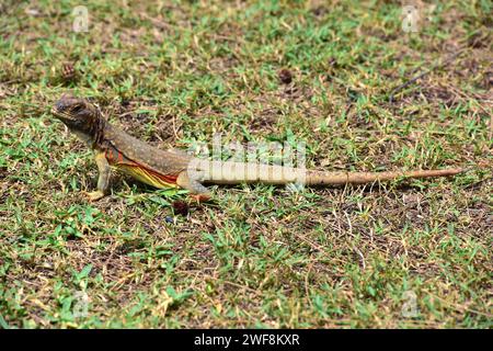 Schmetterlingseidechse (Leiolepis belliana) ist eine Eidechse aus Südostasien. Das Foto wurde in Phuket, Thailand, aufgenommen. Stockfoto