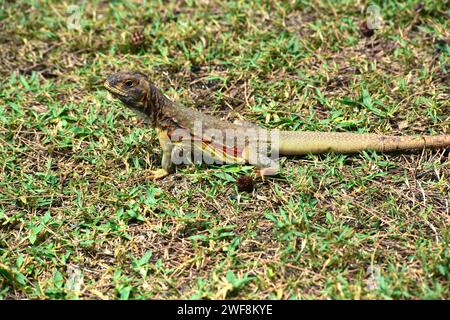 Schmetterlingseidechse (Leiolepis belliana) ist eine Eidechse aus Südostasien. Das Foto wurde in Phuket, Thailand, aufgenommen. Stockfoto