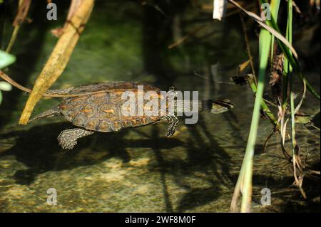 Die spanische Teichschildkröte (Mauremys leprosa) ist eine Schildkrötenart, die in Südwesteuropa und Nordwestafrika endemisch ist. Dieses Foto wurde in Tablas de D aufgenommen Stockfoto