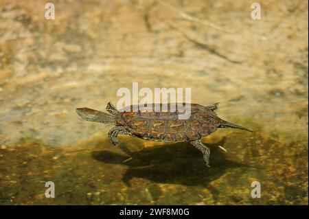 Die spanische Teichschildkröte (Mauremys leprosa) ist eine Schildkrötenart, die in Südwesteuropa und Nordwestafrika endemisch ist. Dieses Foto wurde in Tablas de D aufgenommen Stockfoto