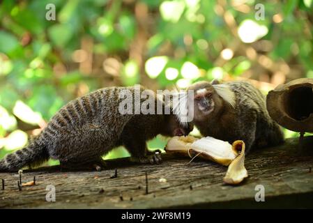 Gewöhnlicher Murmeltier (Callithrix jacchus) ist ein in Brasilien heimischer Affe. Dieses Foto wurde in Bahia, Brasilien aufgenommen. Stockfoto