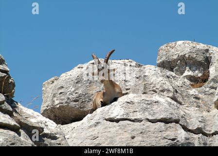 Der südöstliche spanische Steinbock (Capra pyrenaica hispanica) ist eine im spanischen Gebirge endemische Ziegensubart. Dieses Foto wurde in El Torcal de Antequera aufgenommen, Stockfoto