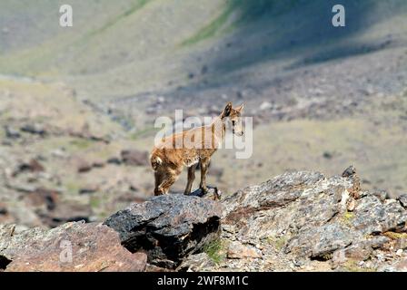 Südöstlicher spanischer Steinbock (Capra pyrenaica hispanica) ist eine in den spanischen Bergen endemische Ziegenunterart. Dieses Foto wurde in Sierra Nevada National aufgenommen Stockfoto