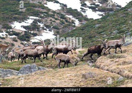 Der Steinbock (Capra pyrenaica victoriae) ist eine Ziegensubart, die in der Sierra de Gredos und der Sierra de Guadarrama endemisch ist. Dieses Foto Stockfoto