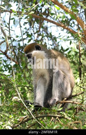 Grivet (Chlorocebus aethiops oder Cercopithecus aethiops) ist ein in Ostafrika heimischer Amonkey. Dieses Foto wurde in Äthiopien aufgenommen. Stockfoto