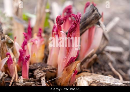 pfingstrose keimt im Frühjahr. Helle Sprossen eines Pfingstrosenstrauchs in einem Blumenbeet in einem Frühlingsgarten. Junge burgunderrote Triebe eines Pfingstrosenbusches in der frühen spr Stockfoto