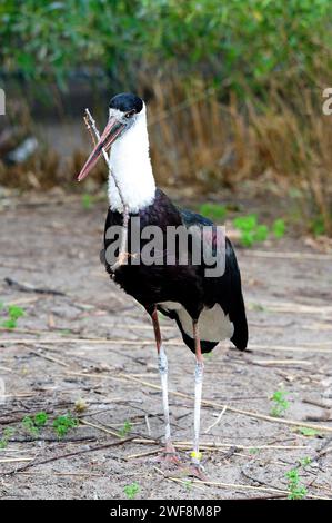 Der Wollhalsstorch (Ciconia episcopus) ist ein in Afrika und Südasien heimischer Störch. Stockfoto