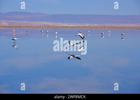 Drei Flamingos-Arten: Phoenicoparrus andinus, Phoenicoparrus jamesi und Phoenicopterus chilensis in Laguna Chaxa, Atacama-Wüste, Chile. Stockfoto
