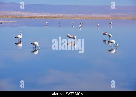 Drei Flamingos-Arten: Phoenicoparrus andinus, Phoenicoparrus jamesi und Phoenicopterus chilensis in Laguna Chaxa, Atacama-Wüste, Chile. Stockfoto