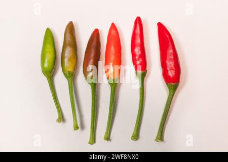 Ein Haufen kleiner Chilischoten Stockfoto